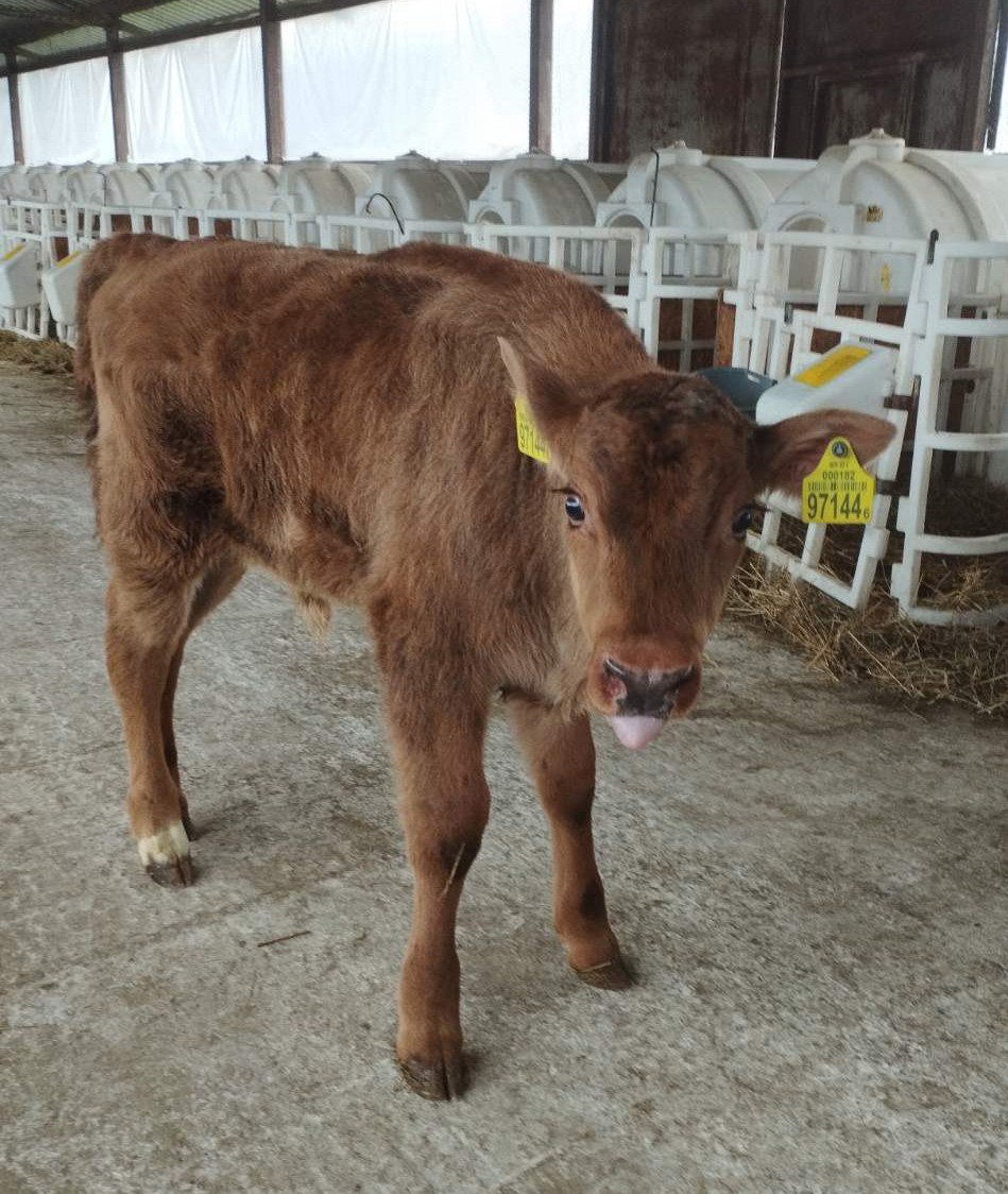 ÐÑÐ±ÑÐ¾ÑÐµÐ»ÐµÐ½Ð¾Ðº Ð² Ð¨Ð°ÑÐºÐ¾Ð²ÑÐ¸Ð½ÑÐºÐ¾Ð¼ ÑÐ°Ð¹Ð¾Ð½Ðµ. Ð¤Ð¾ÑÐ¾ - sb.by