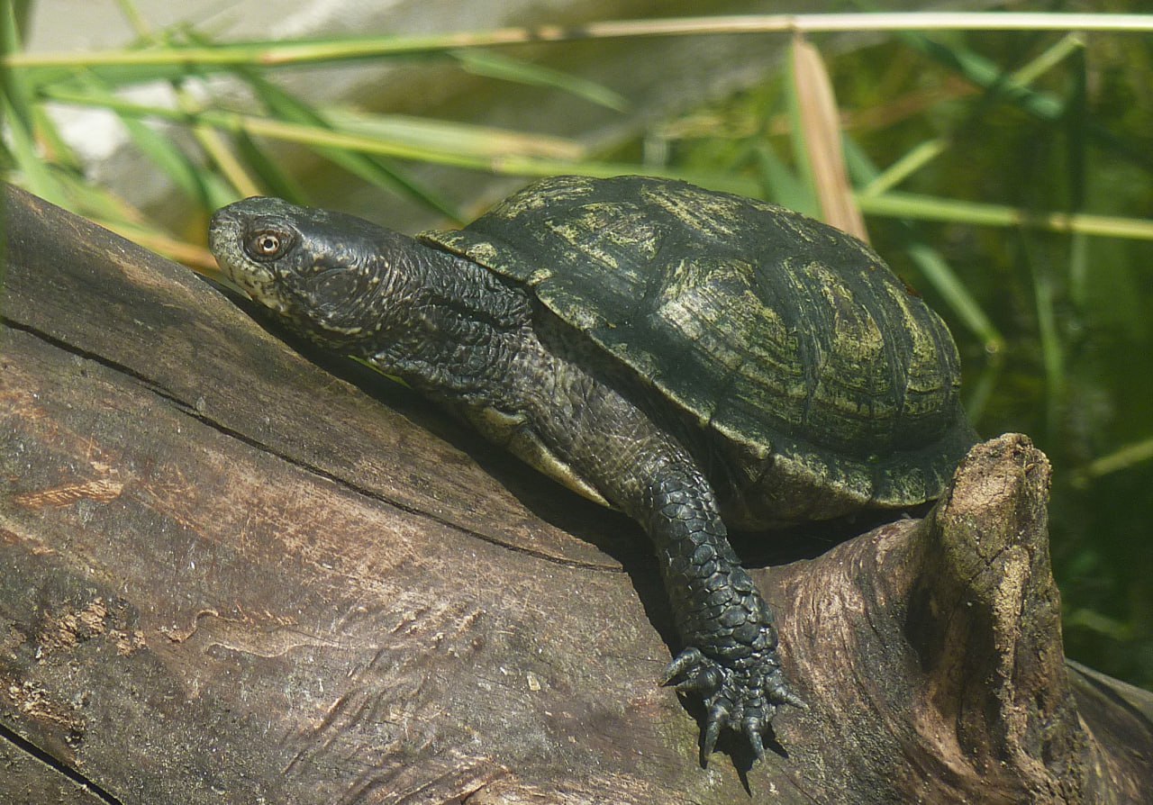 ÐÐ¾Ð»Ð¾ÑÐ½Ð°Ñ ÑÐµÑÐµÐ¿Ð°ÑÐ°