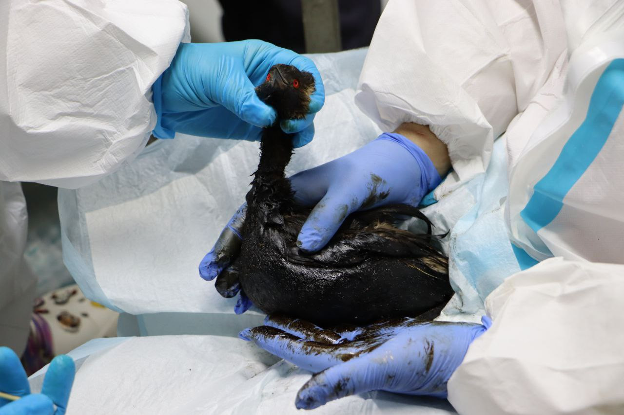 Ð¤Ð¾ÑÐ¾ -Telegram-ÐºÐ°Ð½Ð°Ð» Â«ÐÐµÐ¼ÑÑÐ¶Ð½Ð°ÑÂ»