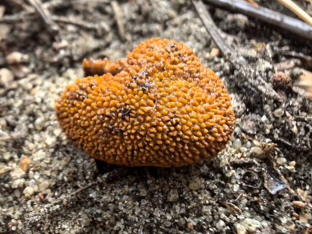 Ð¤Ð¾ÑÐ¾ - ÐÐ°ÑÐ¿Ð°ÑÐº "ÐÐµÐ»Ð¾Ð²ÐµÐ¶ÑÐºÐ°Ñ Ð¿ÑÑÐ°"