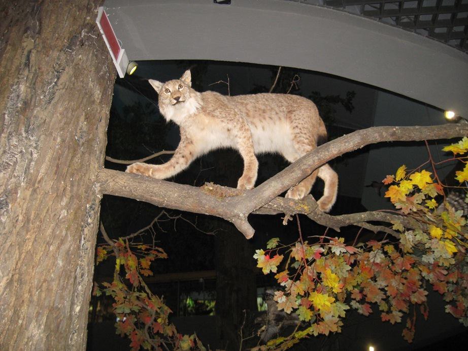 Ð§ÑÑÐµÐ»Ð¾ ÑÑÑÐ¸ Ð² ÑÐºÑÐ¿Ð¾Ð·Ð¸ÑÐ¸Ð¸ ÐÑÐ·ÐµÑ Ð¿ÑÐ¸ÑÐ¾Ð´Ñ Ð½Ð°ÑÐ¸Ð¾Ð½Ð°Ð»ÑÐ½Ð¾Ð³Ð¾ Ð¿Ð°ÑÐºÐ° "ÐÑÐ¸Ð¿ÑÑÑÐºÐ¸Ð¹".