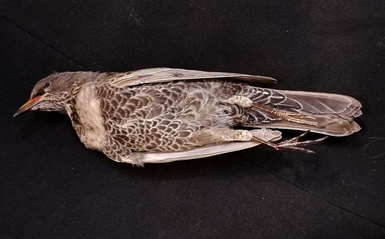 Ð¤Ð¾ÑÐ° ÐÐ°Ð»ÑÐ½Ñ ÐÑÐ±Ð°Ð²Ð¾Ð¹