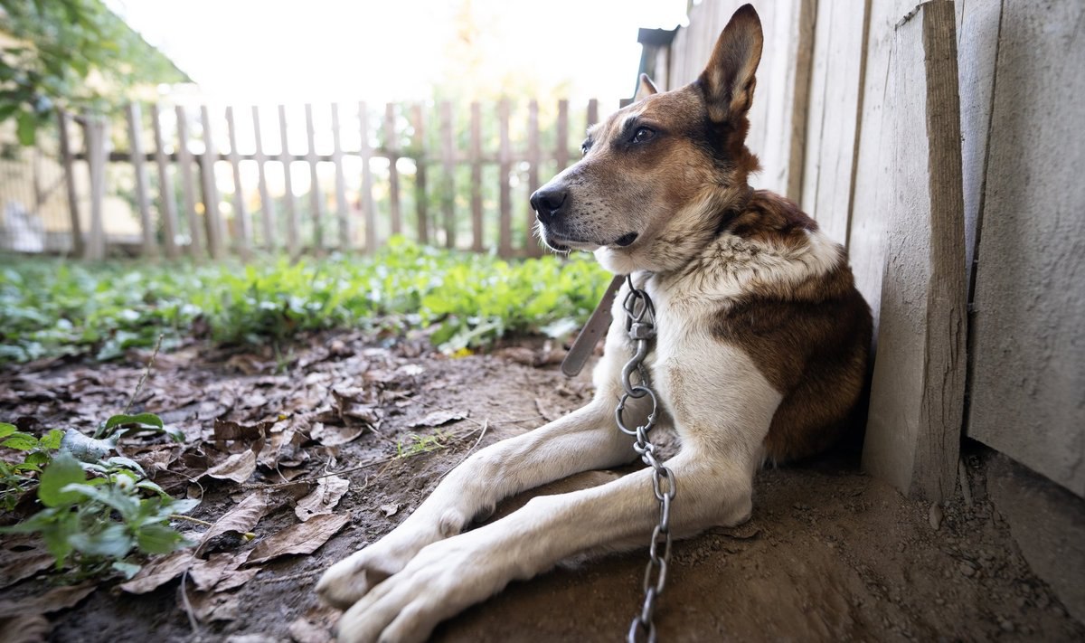 Ð¤Ð¾ÑÐ¾ - Tsyb Oleh | Shutterstock