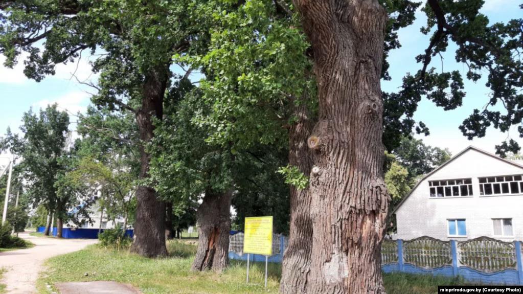 Â«ÐÐ´Ð·ÑÑÐ°ÑÑÐºÑÑ Ð´ÑÐ±ÑÂ», ÑÐºÑÑ Ð¼Ð°ÑÑÑ ÑÑÐ°ÑÑÑ Ð°ÑÐ°Ð±Ð»ÑÐ²Ð°Ð¹ Ð°ÑÐ¾Ð²Ñ. ÐÐ°Ð±ÑÐ½ÐºÐ°, ÐÐµÑÐ°ÑÑÐµÐ¹ÑÐºÐ°Ñ Ð²Ð¾Ð±Ð»Ð°ÑÑÑÑ