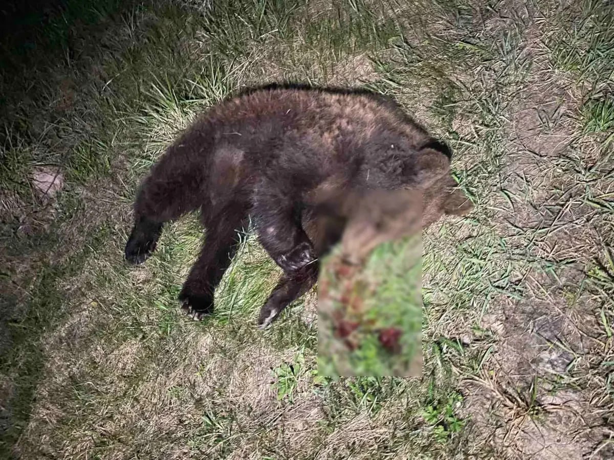 ÐÐµÐ´Ð²ÐµÐ´Ð¸ ÑÐ°ÐºÐ¶Ðµ Ð³Ð¸Ð±Ð½ÑÑ Ð¿Ð¾Ð´ ÐºÐ¾Ð»ÑÑÐ°Ð¼Ð¸ Ð°Ð²ÑÐ¾Ð¼Ð¾Ð±Ð¸Ð»ÐµÐ¹. Ð Ð¼Ð°Ðµ 2025 Ð³Ð¾Ð´Ð° Ð¶Ð¸Ð²Ð¾ÑÐ½Ð¾Ðµ Ð¿Ð¾Ð¿Ð°Ð»Ð¾ Ð¿Ð¾Ð´ Ð¼Ð°ÑÐ¸Ð½Ñ Ð² ÐÐµÐ»ÑÐ½Ð¸ÑÑÐºÐ¾Ð¼ ÑÐ°Ð¹Ð¾Ð½Ðµ ÐÐ¾Ð³Ð¸Ð»ÑÐ²ÑÐºÐ¾Ð¹ Ð¾Ð±Ð»Ð°ÑÑÐ¸. ÐÑÑÐ¾ÑÐ½Ð¸Ðº - zara.by