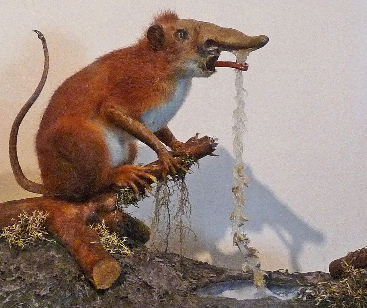 Ð¤ÐµÐ¹ÐºÐ¾Ð²Ð¾Ðµ ÑÑÑÐµÐ»Ð¾ Ð¾Ð´Ð½Ð¾Ð³Ð¾ Ð¸Ð· Ð¿ÑÐµÐ´ÑÑÐ°Ð²Ð¸ÑÐµÐ»ÐµÐ¹ Ð¾ÑÑÑÐ´Ð° ÑÐ¸Ð½Ð¾Ð³ÑÐ°Ð´ÐµÐ½ÑÐ¸Ð¸ Ð¸Ð· Ð·Ð¾Ð¾Ð»Ð¾Ð³Ð¸ÑÐµÑÐºÐ¾Ð³Ð¾ Ð¼ÑÐ·ÐµÑ Ð¡ÑÑÐ°ÑÐ±ÑÑÐ³Ð°.