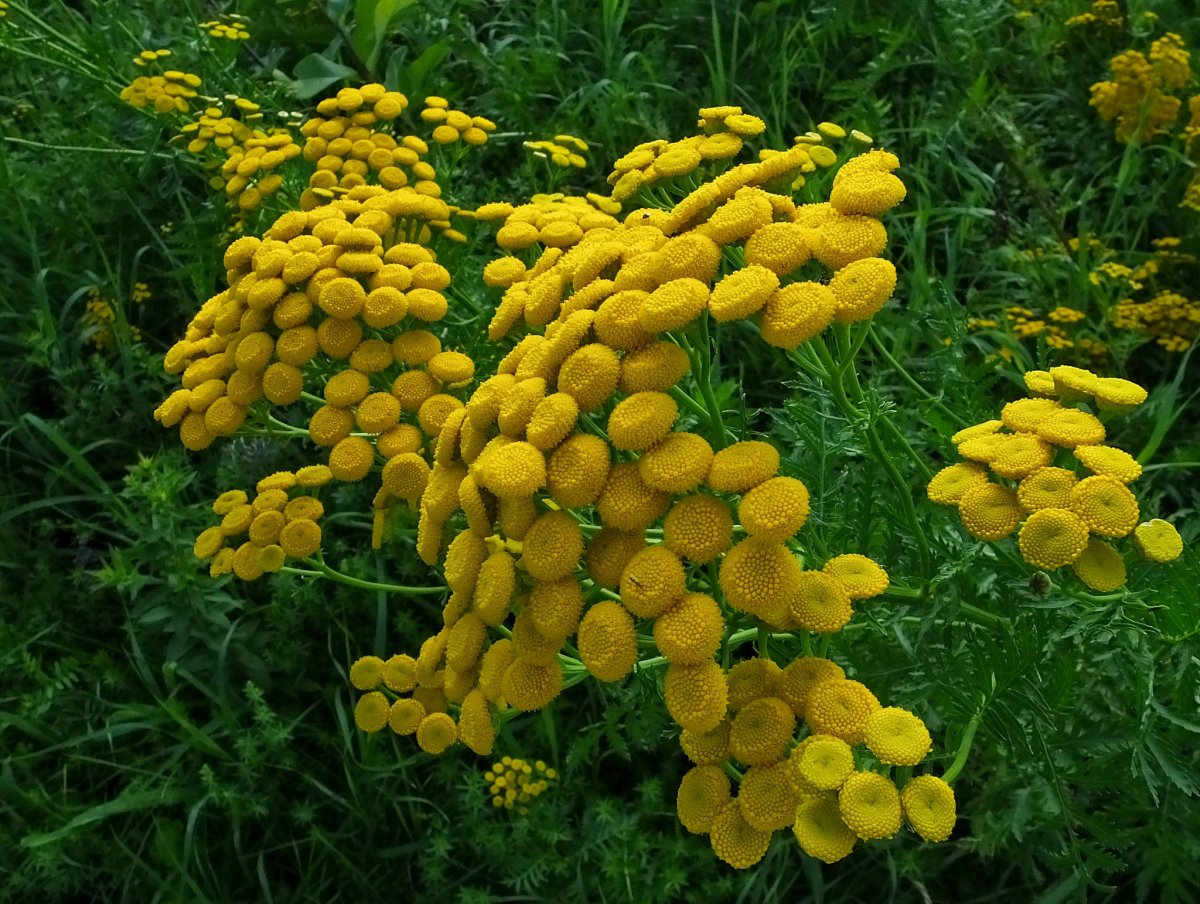 ÐÐ¸Ð¶Ð¼Ð°. Ð¤Ð¾ÑÐ¾ Envato. 