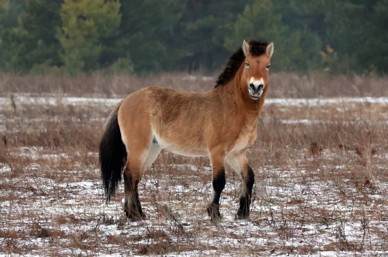 ÐÐ¾ÑÐ°Ð´Ñ ÐÑÐ¶ÐµÐ²Ð°Ð»ÑÑÐºÐ¾Ð³Ð¾ Ð¾Ð±Ð¾ÑÐ½Ð¾Ð²Ð°Ð»Ð°ÑÑ Ð² ÐÐ¾Ð»ÐµÑÑÐºÐ¾Ð¼ Ð³Ð¾ÑÑÐ´Ð°ÑÑÑÐ²ÐµÐ½Ð½Ð¾Ð¼ ÑÐ°Ð´Ð¸Ð°ÑÐ¸Ð¾Ð½Ð½Ð¾-ÑÐºÐ¾Ð»Ð¾Ð³Ð¸ÑÐµÑÐºÐ¾Ð¼ Ð·Ð°Ð¿Ð¾Ð²ÐµÐ´Ð½Ð¸ÐºÐµ. Ð¤Ð¾ÑÐ¾ Ð¸Ð· Ð¤ÐµÐ¹ÑÐ±ÑÐºÐ° ÐÐ°Ð»ÐµÑÐ¸Ñ ÐÐ¾Ð¼Ð±ÑÐ¾Ð²ÑÐºÐ¾Ð³Ð¾. 