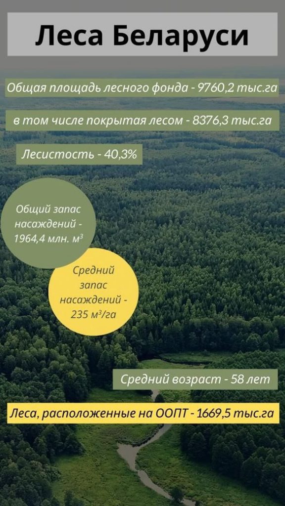 ÐÑÑÐ¾ÑÐ½Ð¸Ðº - ÐÐ¾ÑÑÐ´Ð°ÑÑÑÐ²ÐµÐ½Ð½ÑÐ¹ Ð»ÐµÑÐ½Ð¾Ð¹ ÐºÐ°Ð´Ð°ÑÑÑ Ð¿Ð¾ ÑÐ¾ÑÑÐ¾ÑÐ½Ð¸Ñ Ð½Ð° 01.01.2025 Ð³Ð¾Ð´Ð° 