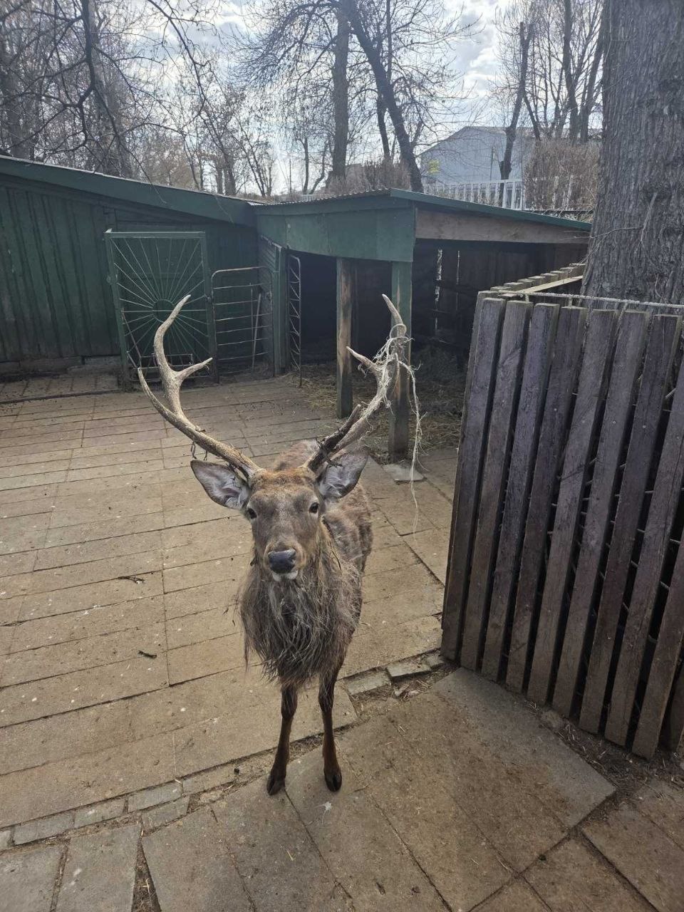 ÐÐ»ÐµÐ½Ñ Ð¸Ð· Â«ÐÑÐµÑÑÑÐºÐ¾Ð³Ð¾ ÐÐºÑÐµÑÑÐ¸Ð½Ð°Â»