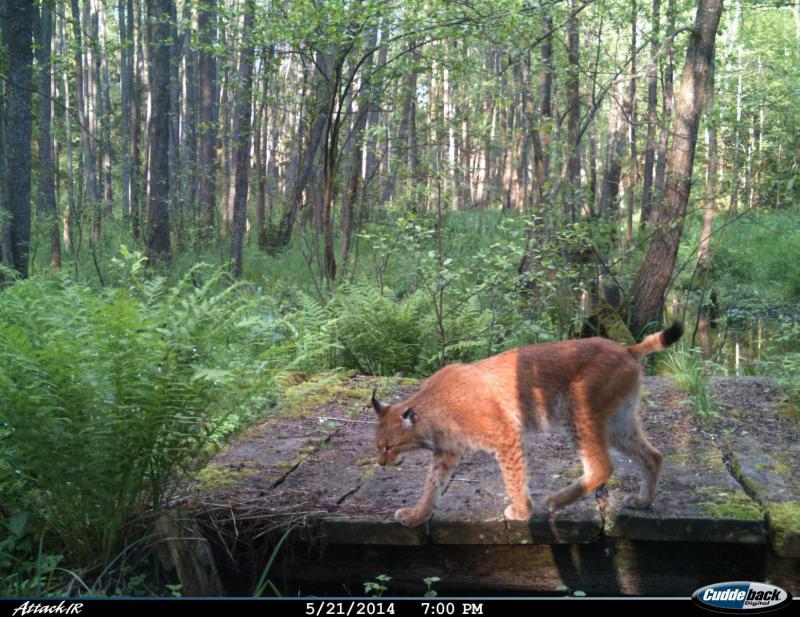 Ð ÑÑÑ Ð¿Ð¾Ð¿Ð°Ð²ÑÐ°Ñ Ð² ÑÐ¾ÑÐ¾Ð»Ð¾Ð²ÑÑÐºÑ Ð² ÐÐµÐ»Ð¾Ð²ÐµÐ¶ÑÐºÐ¾Ð¹ Ð¿ÑÑÐµ, 2014 Ð³Ð¾Ð´