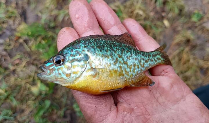 Ð¡Ð¾Ð»Ð½ÐµÑÐ½ÑÐ¹ Ð¾ÐºÑÐ½Ñ, ÐºÐ¾ÑÐ¾ÑÐ¾Ð³Ð¾ Ð²ÑÐ»Ð¾Ð²Ð¸Ð» Ð±ÐµÐ»Ð°ÑÑÑ. 2024 Ð³Ð¾Ð´. Ð¤Ð¾ÑÐ¾: fishingby.com