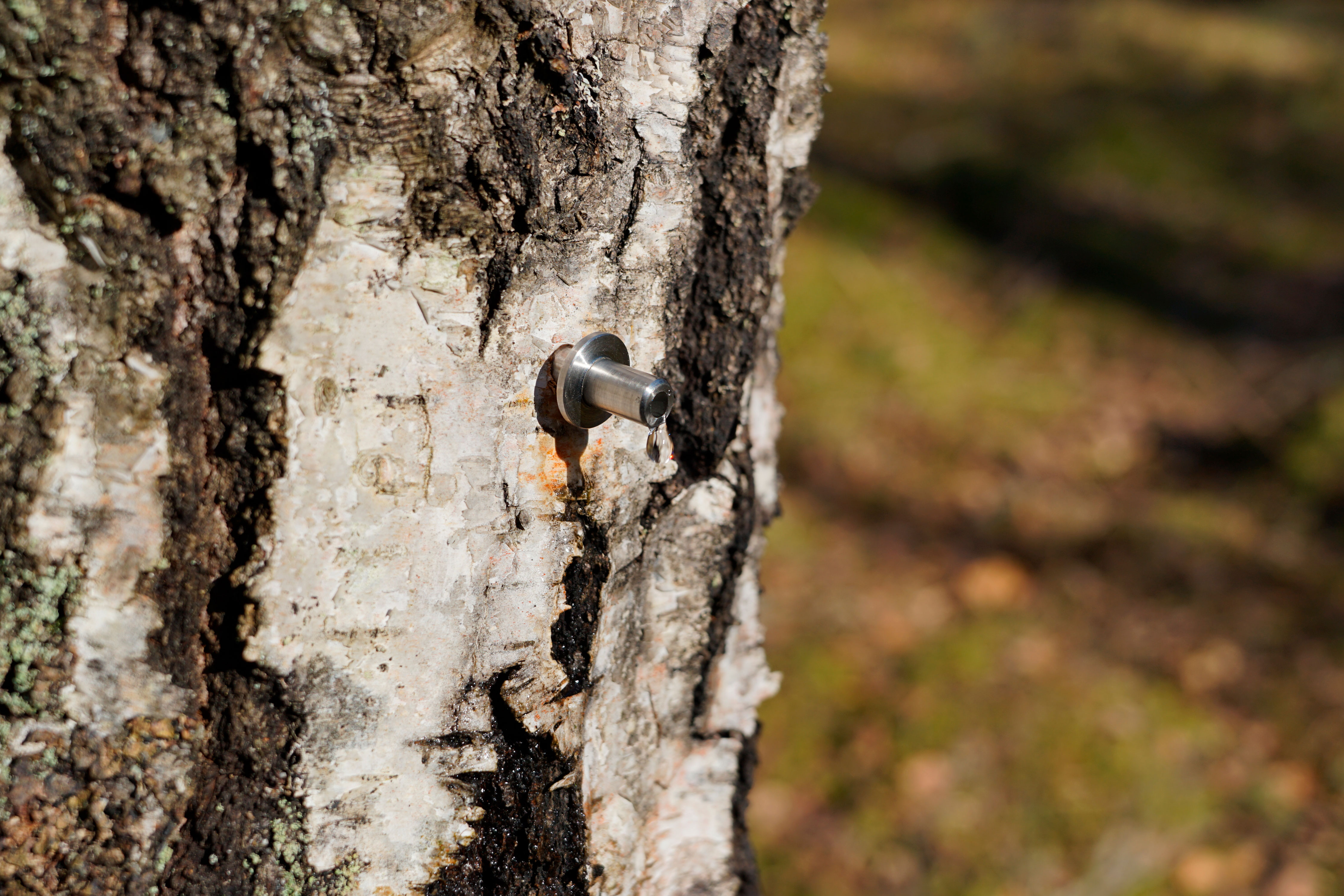 ÐÑÐ¸ ÑÐ±Ð¾ÑÐµ Ð±ÐµÑÑÐ·Ð¾Ð²Ð¾Ð³Ð¾ ÑÐ¾ÐºÐ° Ð²Ð°Ð¶Ð½Ð¾ Ð½Ðµ Ð¿Ð¾Ð²ÑÐµÐ´Ð¸ÑÑ Ð´ÐµÑÐµÐ²Ð¾
