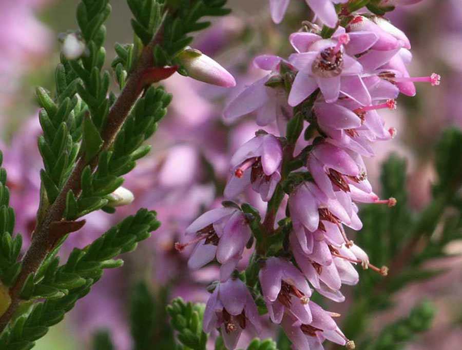 ÐÐµÑÐµÑÐº Ð¾Ð±ÑÐºÐ½Ð¾Ð²ÐµÐ½Ð½ÑÐ¹