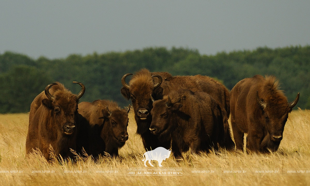 Ð¤Ð¾ÑÐ¾ - npbp.by