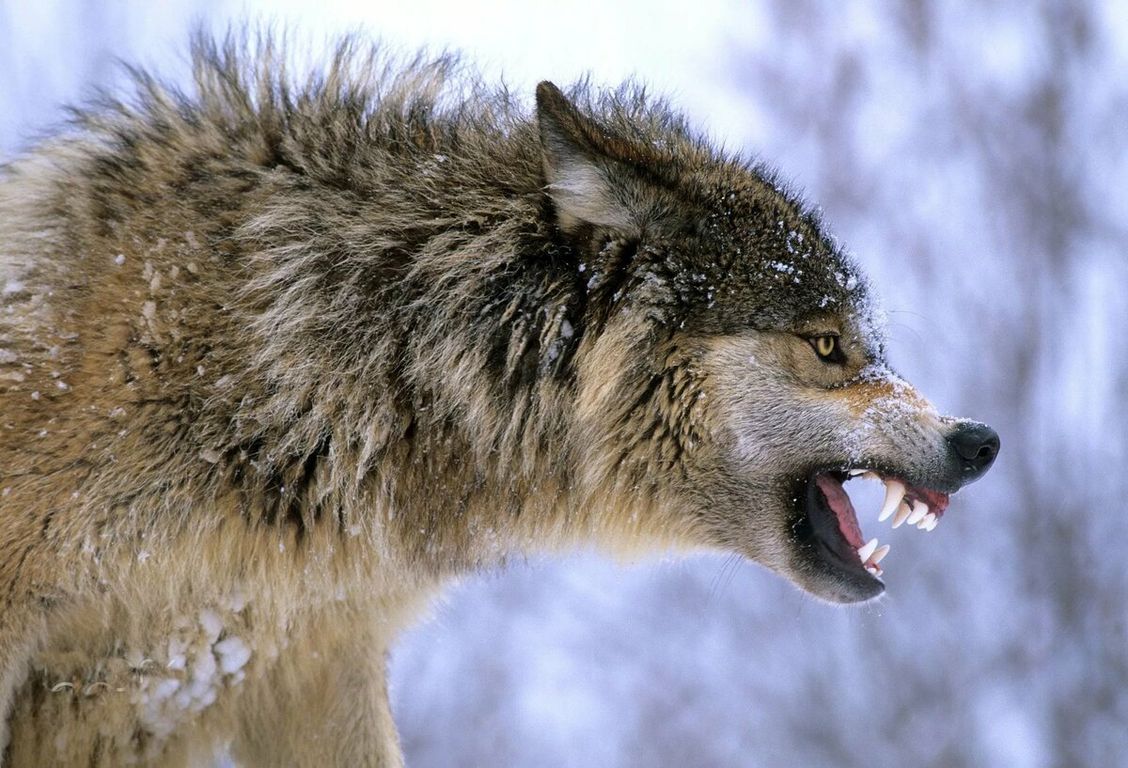 Злой волк (65 фото)