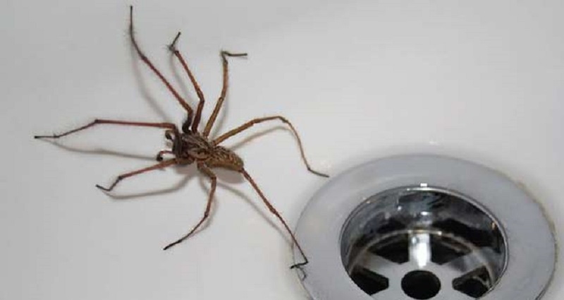 Энтомолог объяснил, почему нельзя убивать домашних пауков |  greenbelarus.info