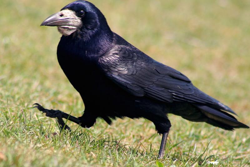 у какой птицы есть молоко. 1200px rook corvus frugilegus 476445950. у какой птицы есть молоко фото. у какой птицы есть молоко-1200px rook corvus frugilegus 476445950. картинка у какой птицы есть молоко. картинка 1200px rook corvus frugilegus 476445950