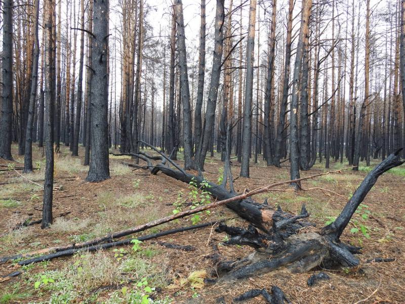 Возрождение леса. Деревья после пожара. Лес после пожара. Сосновый лес после пожара.