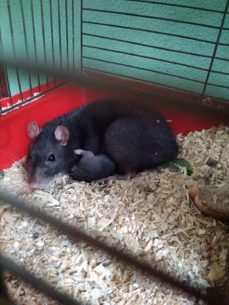 Такая милая и неприхотливая… крыса | greenbelarus.info