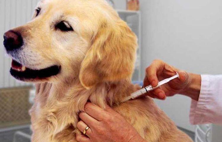 Вакцинация домашних животных: лучше поздно, чем никогда | greenbelarus.info
