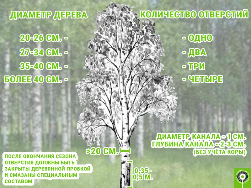 Дерева число. Диаметр дерева. Диаметр ствола березы. Береза Размеры. Береза диаметр кроны высота.