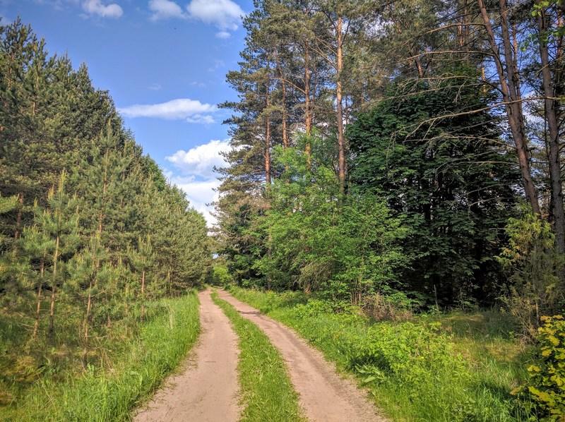 Людмила и Мария Логиновские. Номинация «Прекрасная». «Пройдя луг, мы попадаем на лесную дорогу, ведущую в сосновый бор с необычайно чистым и целебным воздухом. Традиционно для северной части Беларуси сосновый лес хорошо освещается солнечными лучами».