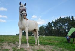 "Green Ranch" - дзе добра коням, людзям