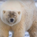 Пизли – гибрид белого медведя и гризли. Ученые недовольны