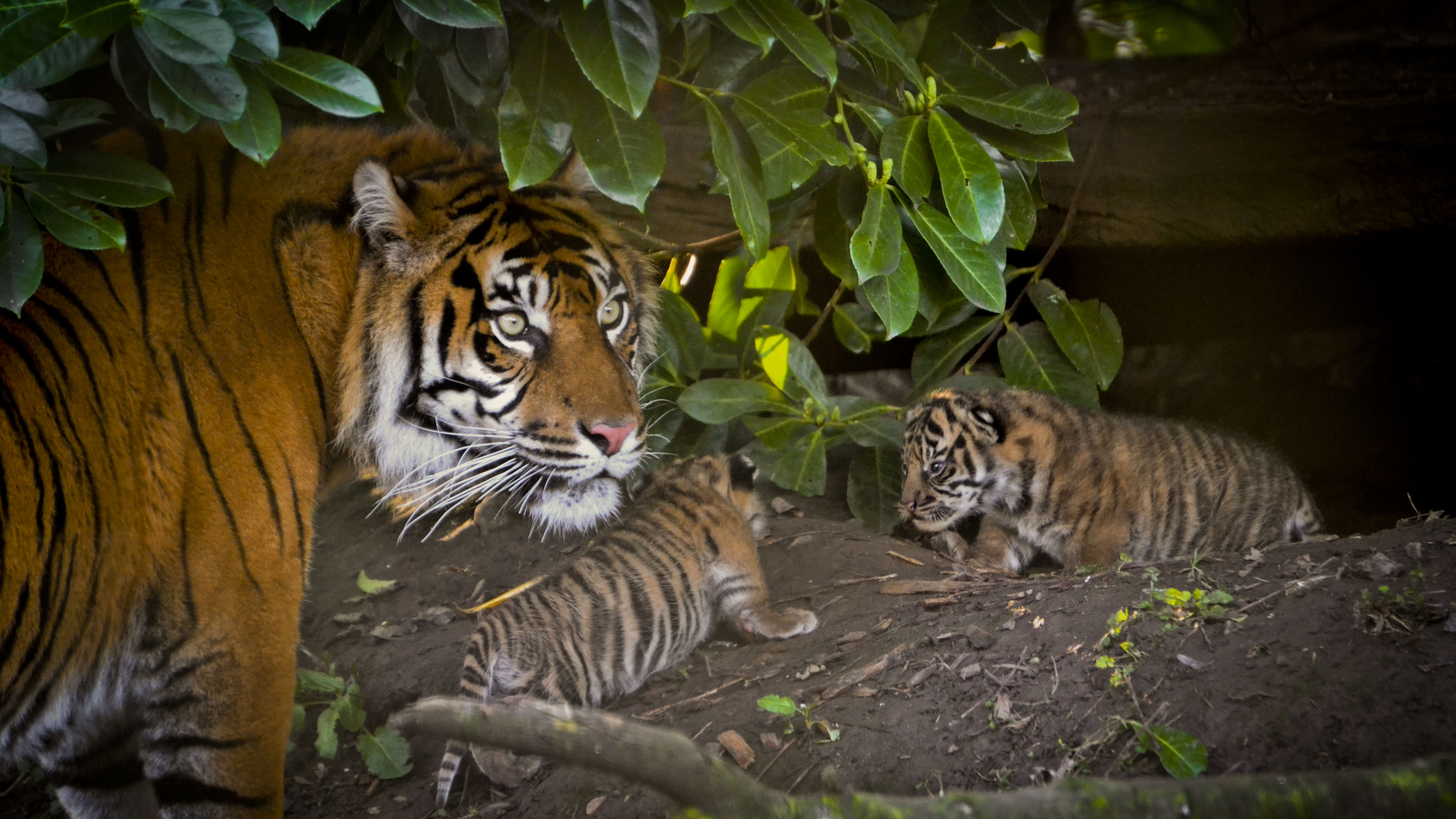 Сохранение тигров. Суматранский тигр. Популяция тигров. Популяция тигров в мире. Суматранский тигр и человек.