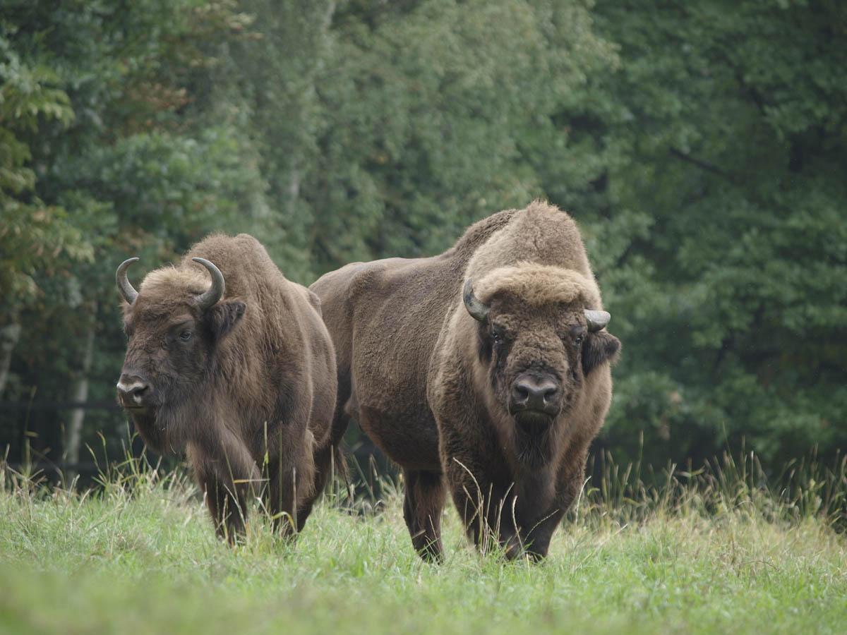 Зубр картинка. Беловежская пуща бизоны. ЗУБР Bison bonasus. ЗУБР (Европейский Бизон). Беларусь Европейский Бизон.