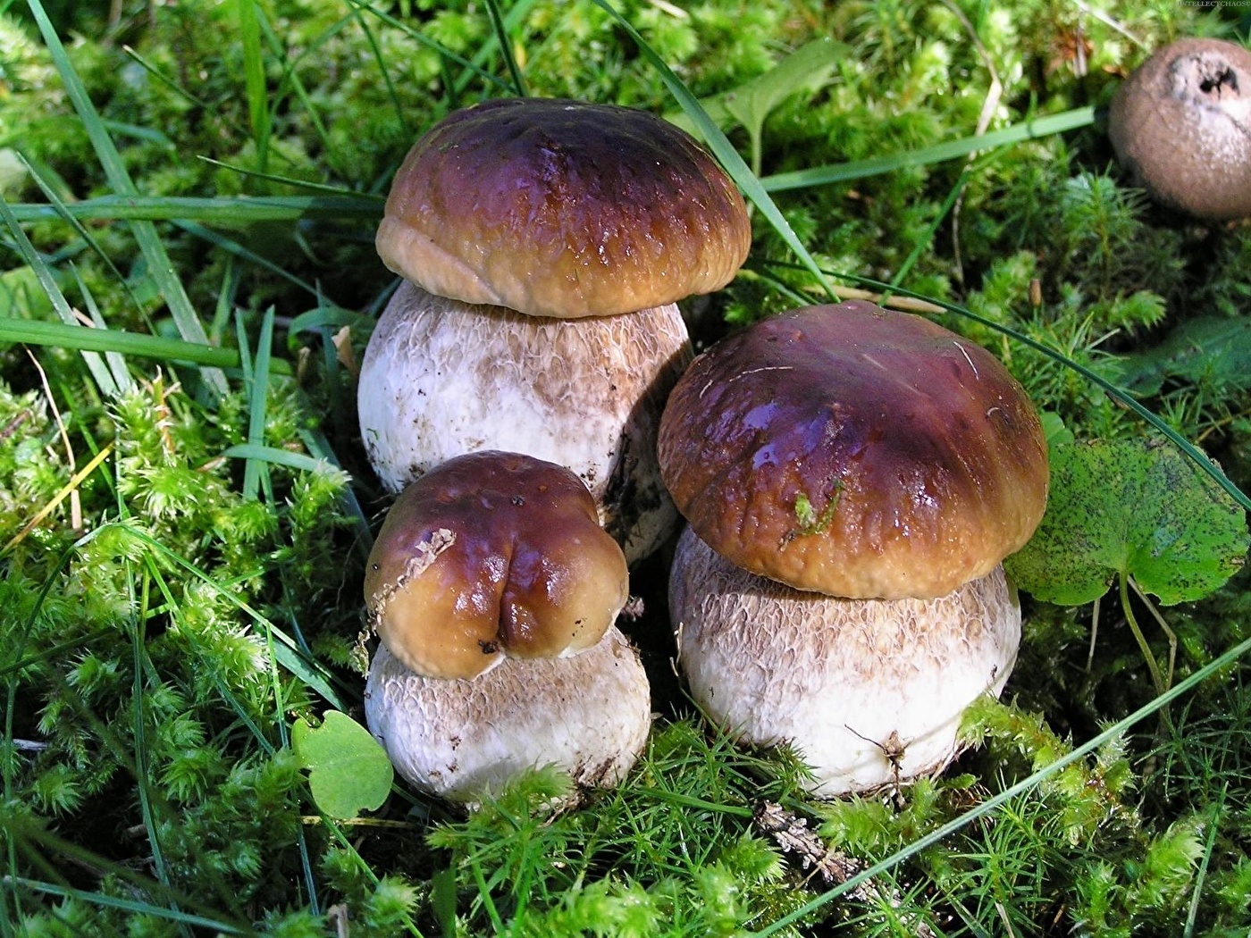 Что приготовить из грибов: 10 необычных рецептов - 5 августа - бородино-молодежка.рф